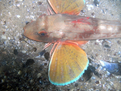 Chelidonichthys lucerna