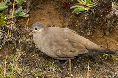 Metriopelia melanoptera