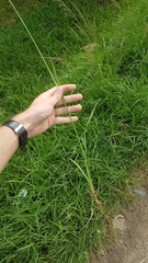 Sporobolus pyramidalis