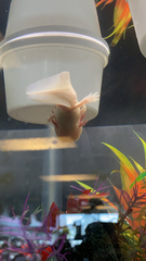 Ambystoma mexicanum