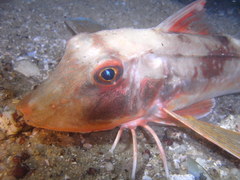 Chelidonichthys lucerna