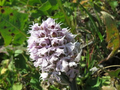 Neotinea conica