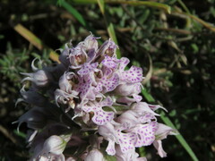 Neotinea conica