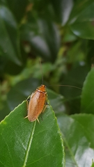 Pseudophyllodromiinae
