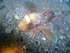 Chelidonichthys lucerna