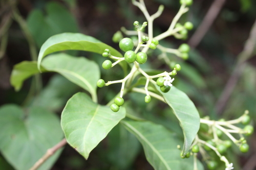 Rauvolfia vomitoria