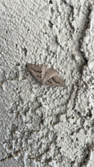 Digrammia continuata