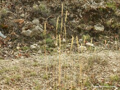 Dactylis glomerata hispanica