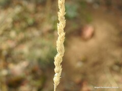 Dactylis glomerata hispanica