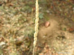 Dactylis glomerata hispanica