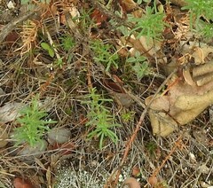 Santolina rosmarinifolia