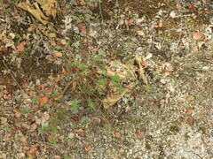 Santolina rosmarinifolia