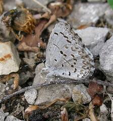 Celastrina lucia