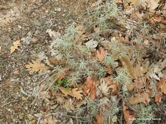 Helichrysum stoechas