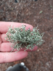 Ramalina stenospora