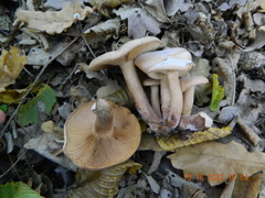 Lactarius quietus