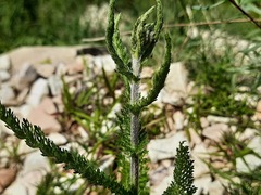 Achillea setacea