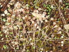 Sedum pedicellatum