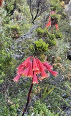 Blandfordia punicea