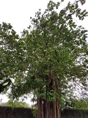 Gmelina arborea