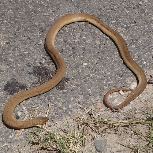 Southern Brown Egg Eater