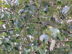 Gmelina arborea