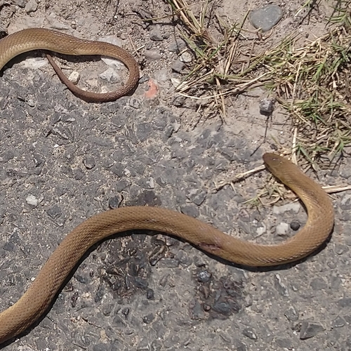 Southern Brown Egg Eater