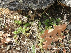 Sedum album
