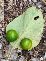 Gmelina arborea