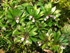 Draba verna