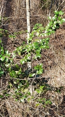 Ilex opaca