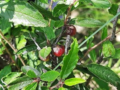 Prunus incana