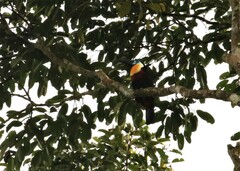 Ramphastos vitellinus
