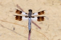 Plathemis subornata