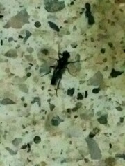 Bibiodes halteralis