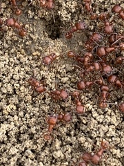 Pogonomyrmex subnitidus