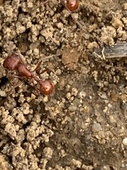 Pogonomyrmex subnitidus