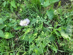 Psephellus daghestanicus