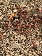 Pogonomyrmex subnitidus