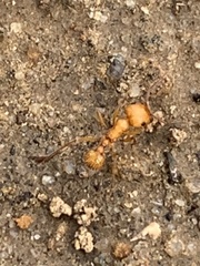Pogonomyrmex subnitidus