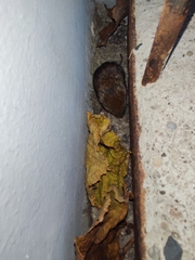 Muroidea