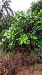 Barringtonia asiatica
