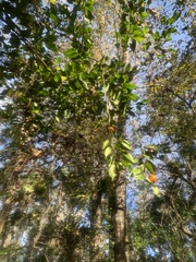 Citrus deliciosa