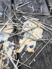 Fusicolla merismoides