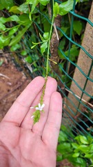 Plumbago zeylanica