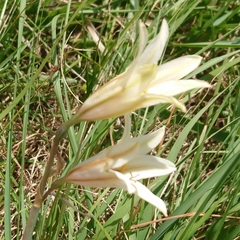 Cyrtanthus loddigesianus