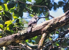Melaenornis fischeri