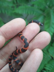 Geophis semidoliatus