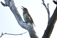 Colluricincla harmonica strigata