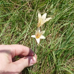Cyrtanthus loddigesianus